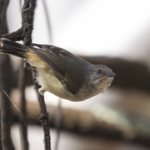 Acanthiza reguloides at Acton, ACT - 19 Feb 2019 08:28 AM