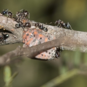 Icerya acaciae at Acton, ACT - 19 Feb 2019 11:06 AM