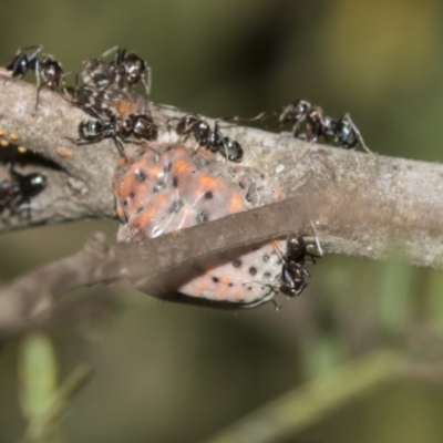 Icerya acaciae (Acacia mealy bug) at ANBG - 19 Feb 2019 by AlisonMilton