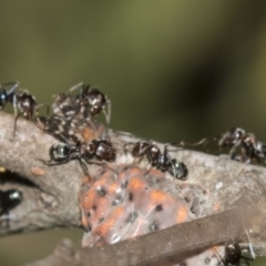 Iridomyrmex sp. (genus) (Ant) at Acton, ACT - 19 Feb 2019 by AlisonMilton