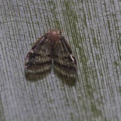 Scolypopa australis (Passionvine hopper, Fluffy bum) at ANBG - 19 Feb 2019 by AlisonMilton