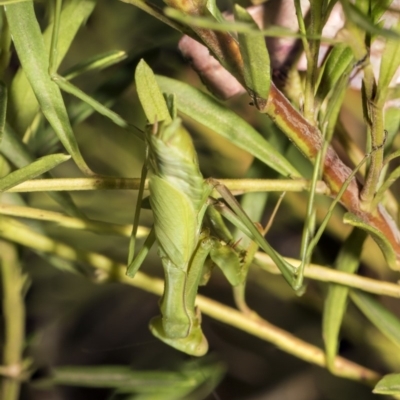 Pseudomantis albofimbriata (False garden mantis) at Acton, ACT - 19 Feb 2019 by AlisonMilton