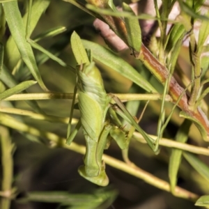 Pseudomantis albofimbriata at Acton, ACT - 19 Feb 2019