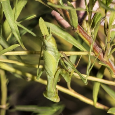 Pseudomantis albofimbriata (False garden mantis) at ANBG - 18 Feb 2019 by Alison Milton