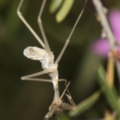 Pseudomantis albofimbriata at Acton, ACT - 19 Feb 2019