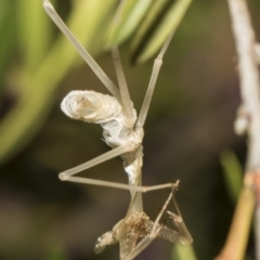 Pseudomantis albofimbriata at Acton, ACT - 19 Feb 2019