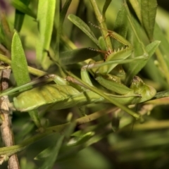 Pseudomantis albofimbriata at Acton, ACT - 19 Feb 2019