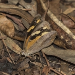 Heteronympha merope (Common Brown Butterfly) at Acton, ACT - 18 Feb 2019 by Alison Milton