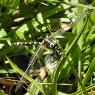 Synthemis eustalacta (Swamp Tigertail) at Namadgi National Park - 20 Feb 2019 by JohnBundock