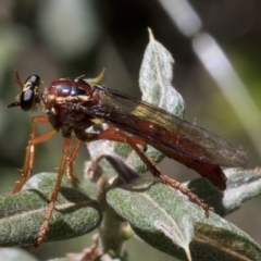 Humerolethalis sergius (Robber fly) at Namadgi National Park - 20 Feb 2019 by Judith Roach