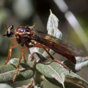 Humerolethalis sergius at Cotter River, ACT - 20 Feb 2019