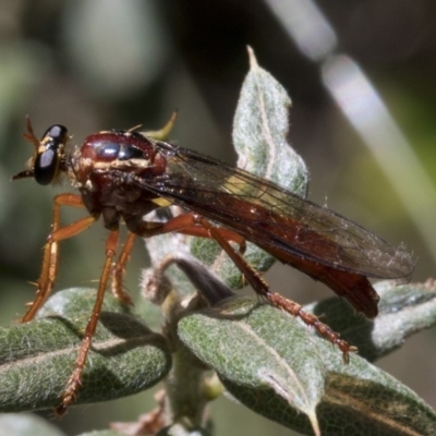 Humerolethalis sergius (Robber fly) at Cotter River, ACT - 20 Feb 2019 by JudithRoach