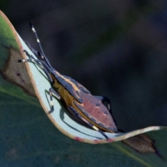 Amorbus sp. (genus) (Eucalyptus Tip bug) at Namadgi National Park - 20 Feb 2019 by JudithRoach