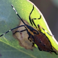 Amorbus sp. (genus) at Cotter River, ACT - 20 Feb 2019