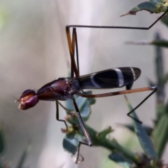 Metopochetus sp. (genus) (Unidentified Metopochetus stilt fly) at Namadgi National Park - 20 Feb 2019 by Judith Roach
