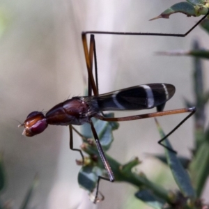 Metopochetus sp. (genus) at Cotter River, ACT - 20 Feb 2019