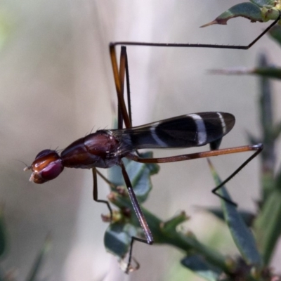 Metopochetus sp. (genus) (Unidentified Metopochetus stilt fly) at Namadgi National Park - 20 Feb 2019 by Judith Roach