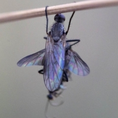 Empididae sp. (family) (Dance fly) at Namadgi National Park - 20 Feb 2019 by Judith Roach