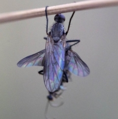 Empididae (family) (Dance fly) at Cotter River, ACT - 20 Feb 2019 by JudithRoach