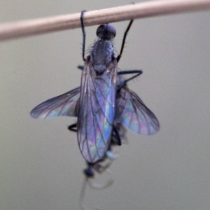 Empididae (family) at Cotter River, ACT - 20 Feb 2019 04:58 PM