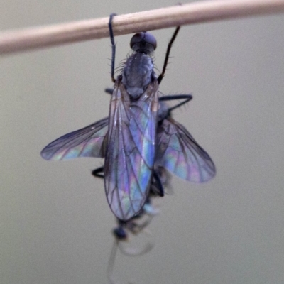 Empididae (family) (Dance fly) at Cotter River, ACT - 20 Feb 2019 by JudithRoach