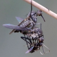 Empididae (family) at Cotter River, ACT - 20 Feb 2019 04:58 PM