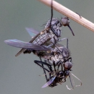 Empididae (family) at Cotter River, ACT - 20 Feb 2019 04:58 PM