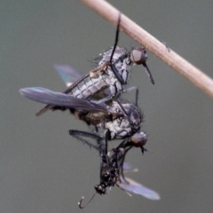 Empididae (family) at Cotter River, ACT - 20 Feb 2019 04:58 PM