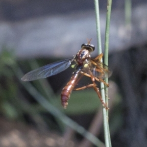 Humerolethalis sergius at Cotter River, ACT - 20 Feb 2019