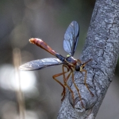 Humerolethalis sergius at Cotter River, ACT - 20 Feb 2019