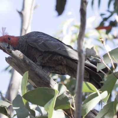 Callocephalon fimbriatum (Gang-gang Cockatoo) at Namadgi National Park - 20 Feb 2019 by JudithRoach