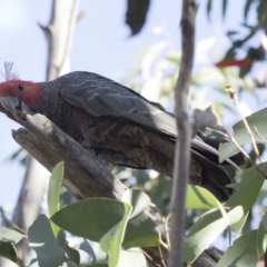Callocephalon fimbriatum (Gang-gang Cockatoo) at Cotter River, ACT - 20 Feb 2019 by JudithRoach