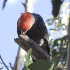 Callocephalon fimbriatum at Cotter River, ACT - 20 Feb 2019