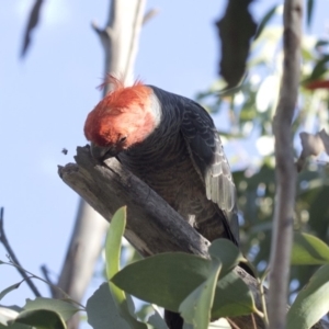 Callocephalon fimbriatum at Cotter River, ACT - 20 Feb 2019