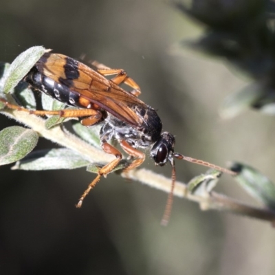 Calopompilus affectata (Spider wasp) at Namadgi National Park - 20 Feb 2019 by JudithRoach