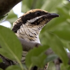 Eudynamys orientalis (Pacific Koel) at Spence, ACT - 18 Feb 2019 by JudithRoach