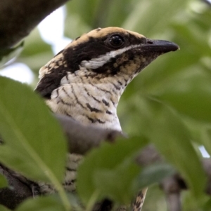 Eudynamys orientalis at Spence, ACT - 18 Feb 2019