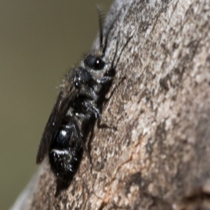 Mutillidae (family) at Bimberi Nature Reserve - 20 Feb 2019