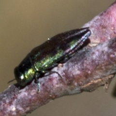 Melobasis sp. (genus) (Unidentified Melobasis jewel Beetle) at Namadgi National Park - 20 Feb 2019 by JudithRoach