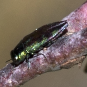 Melobasis sp. (genus) at Cotter River, ACT - 20 Feb 2019