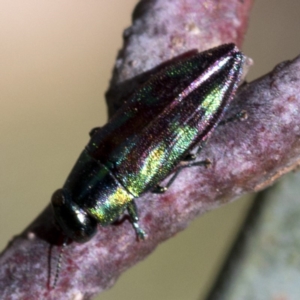 Melobasis sp. (genus) at Cotter River, ACT - 20 Feb 2019