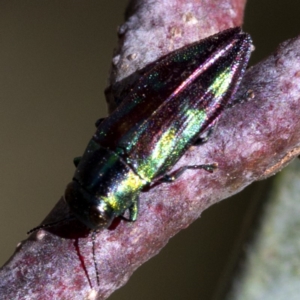 Melobasis sp. (genus) at Cotter River, ACT - 20 Feb 2019