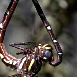 Austroaeschna pulchra at Cotter River, ACT - 20 Feb 2019