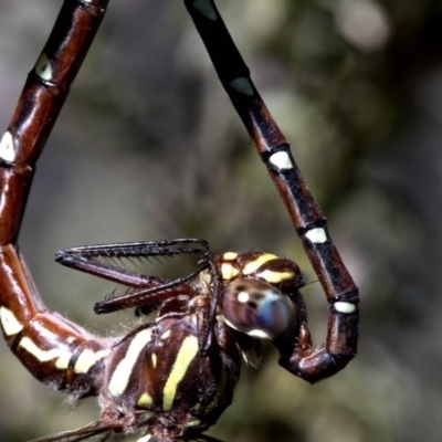 Austroaeschna pulchra (Forest Darner) at Namadgi National Park - 20 Feb 2019 by JudithRoach