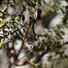 Austroaeschna pulchra at Cotter River, ACT - 20 Feb 2019 04:37 PM