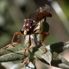 Humerolethalis sergius (Robber fly) at Namadgi National Park - 20 Feb 2019 by JudithRoach