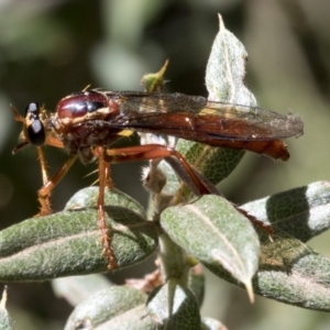 Humerolethalis sergius at Cotter River, ACT - 20 Feb 2019