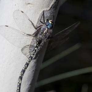 Austroaeschna multipunctata at Cotter River, ACT - 20 Feb 2019 04:37 PM