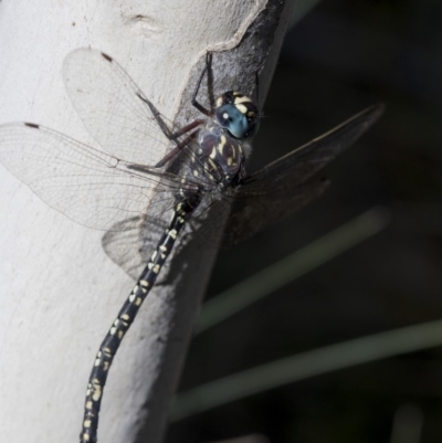 Austroaeschna multipunctata (Multi-spotted Darner) at Namadgi National Park - 20 Feb 2019 by JudithRoach