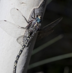 Austroaeschna multipunctata (Multi-spotted Darner) at Cotter River, ACT - 20 Feb 2019 by JudithRoach